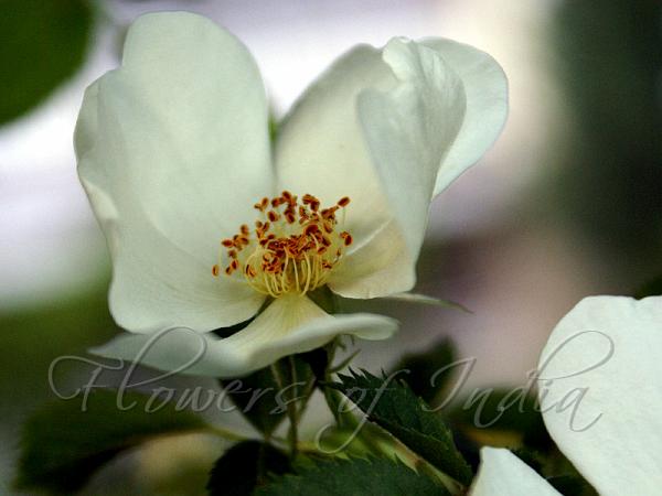 Dog Rose